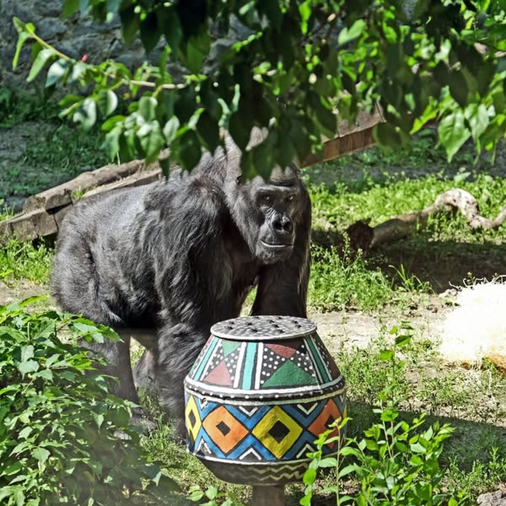 Горила Тоні