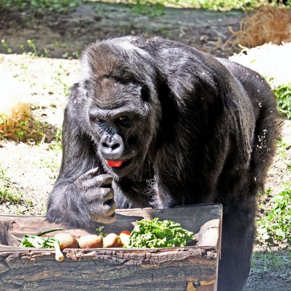 Горила Тоні