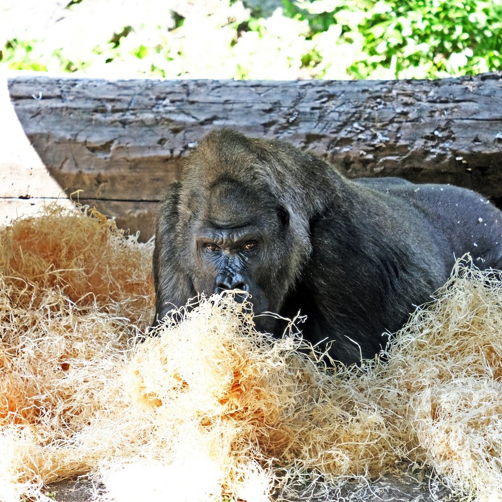 Горила Тоні