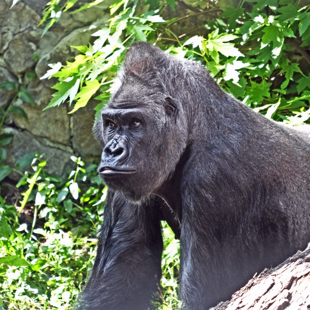 Горила Тоні