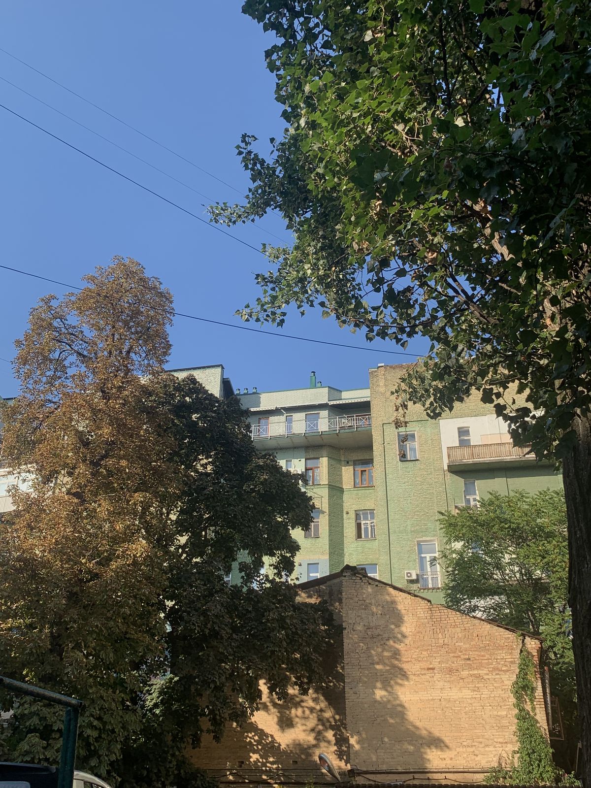 Каштанова моль