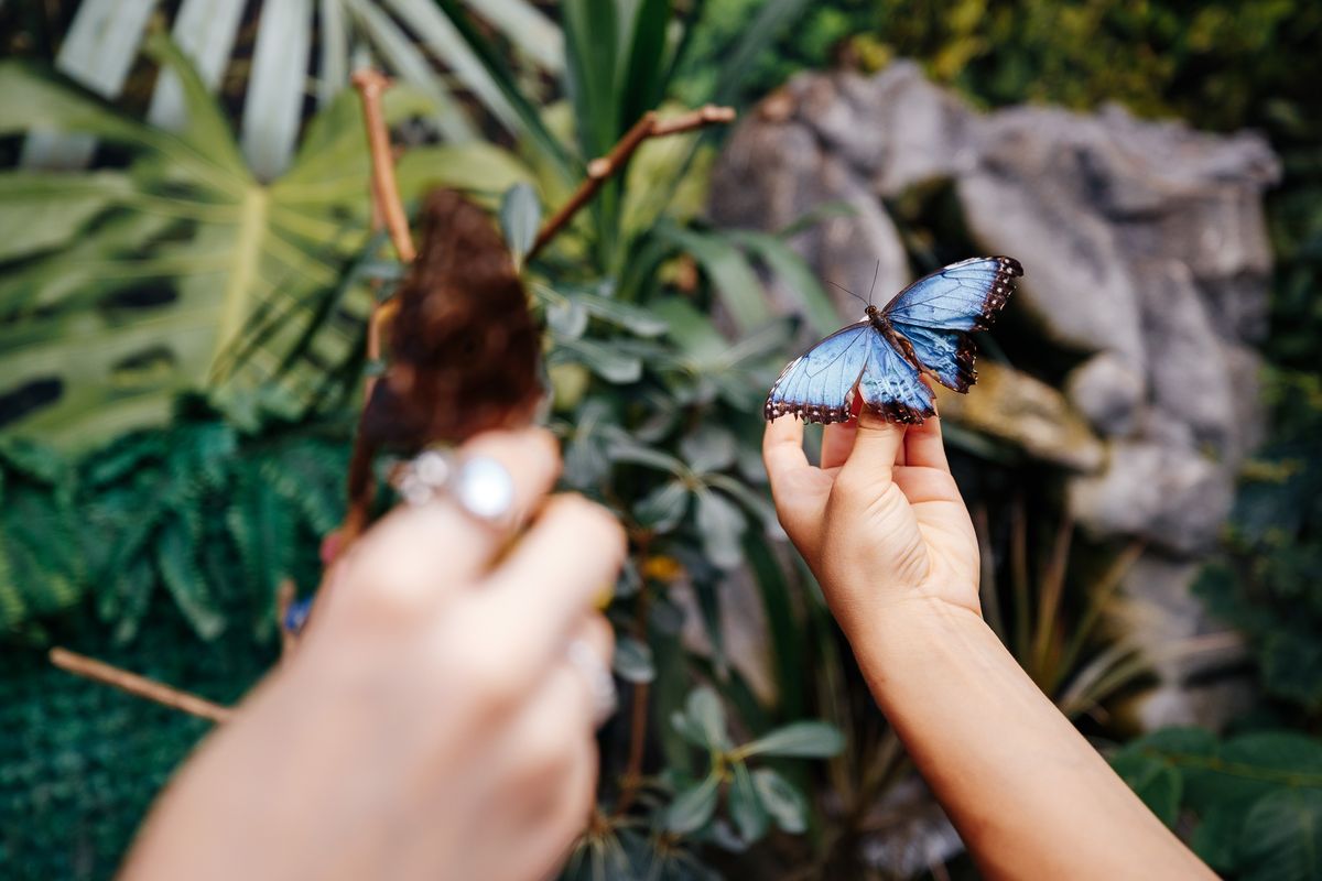 Планета метеликів