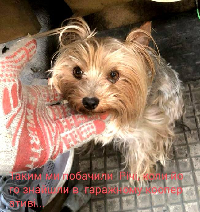 собака