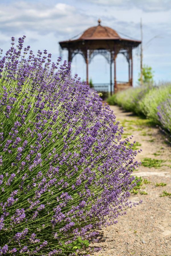 Добропарк
