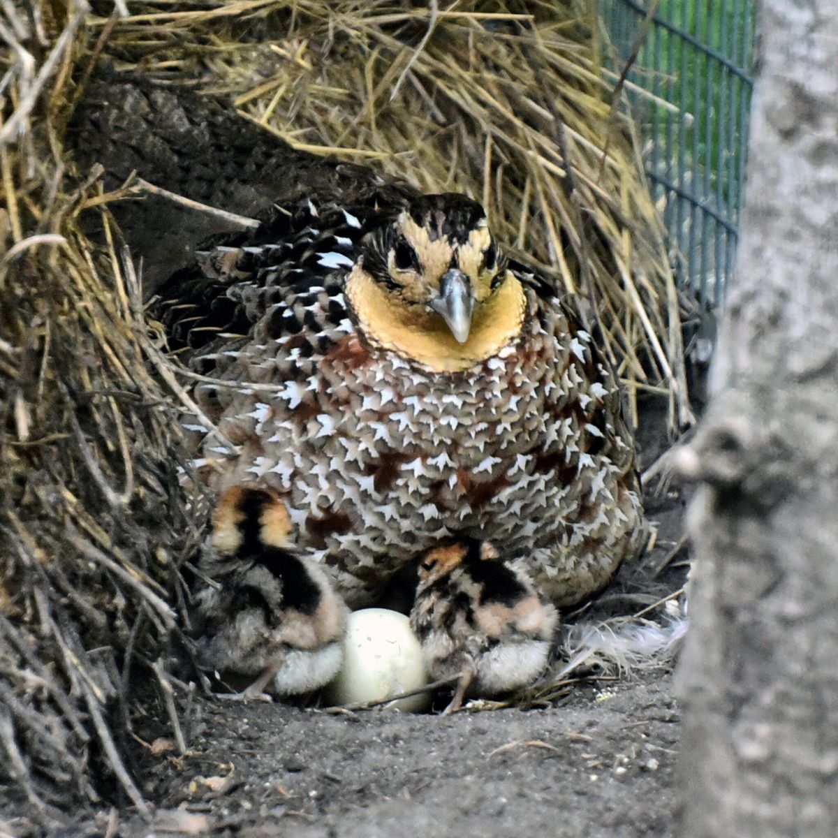 київський зоопарк