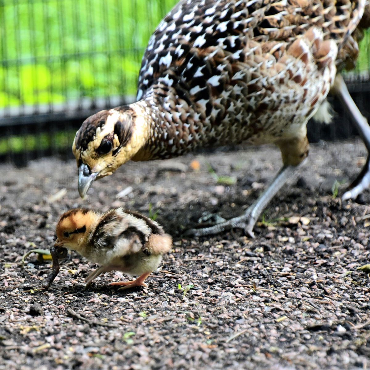 київський зоопарк