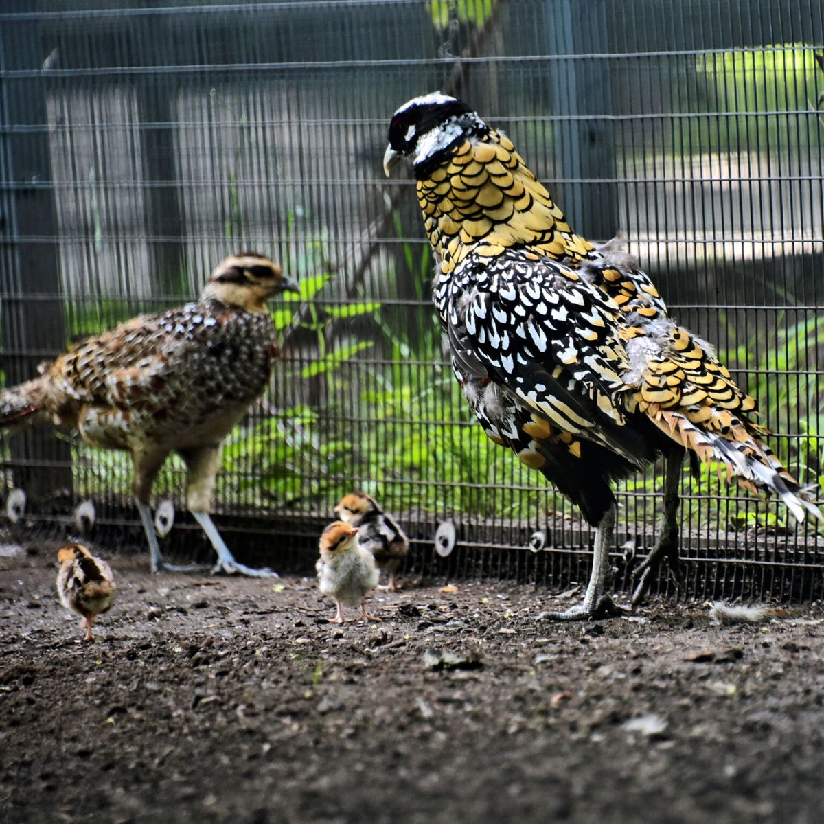 київський зоопарк