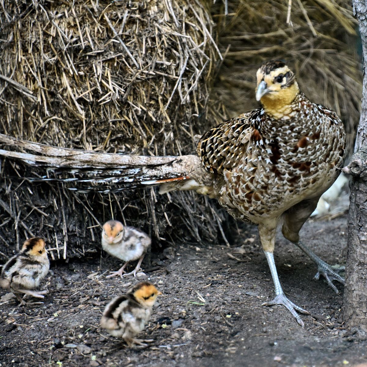 київський зоопарк