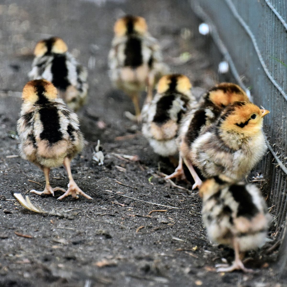 київський зоопарк