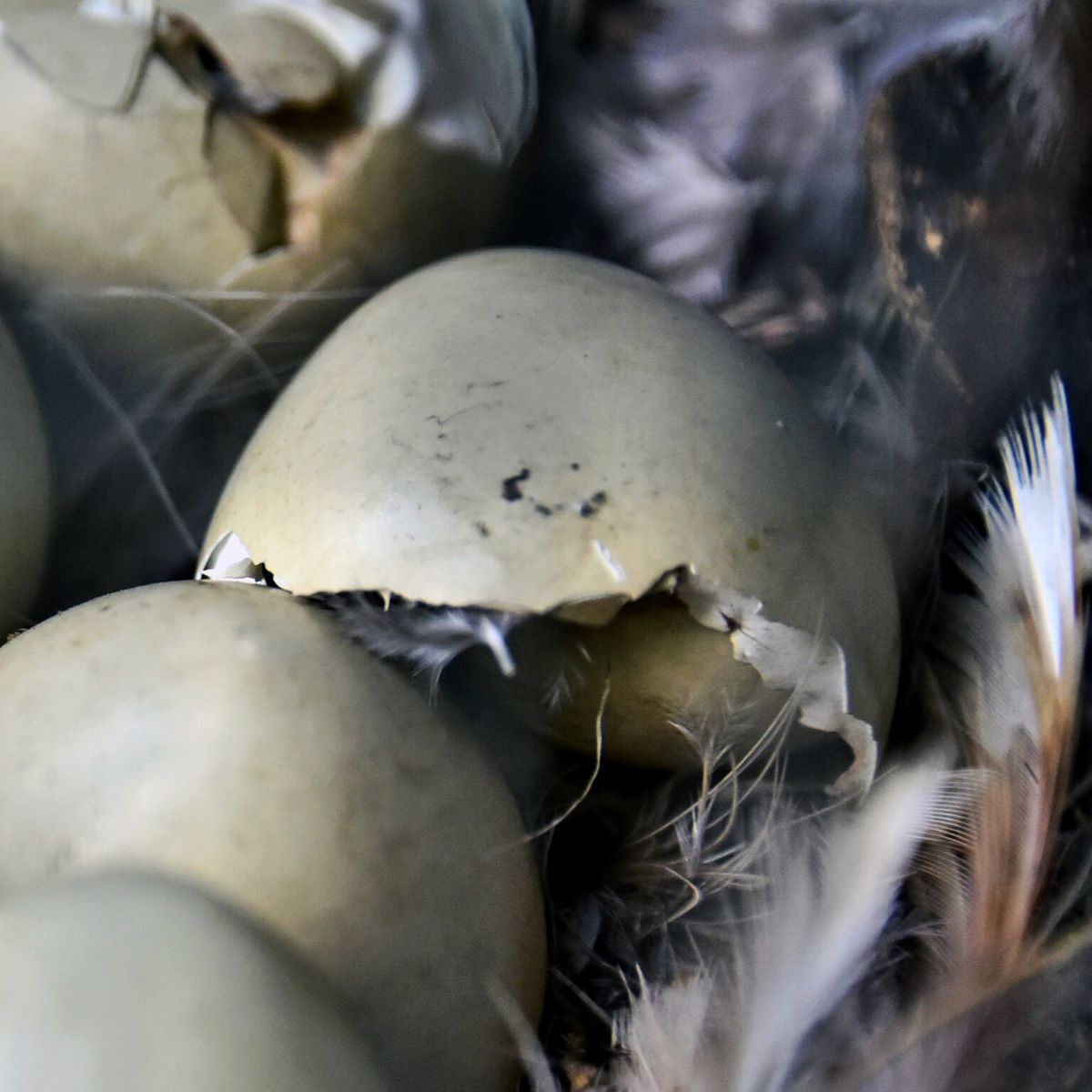 київський зоопарк