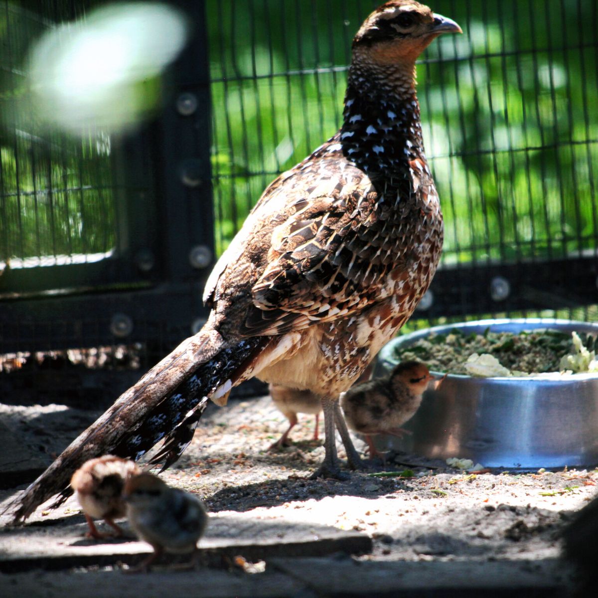 київський зоопарк