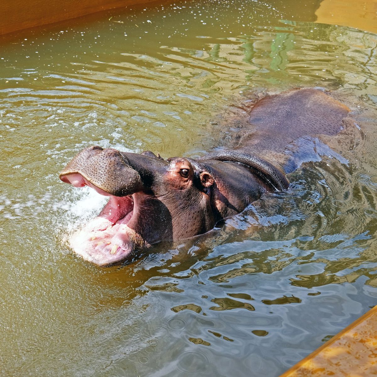 Київський зоопарк