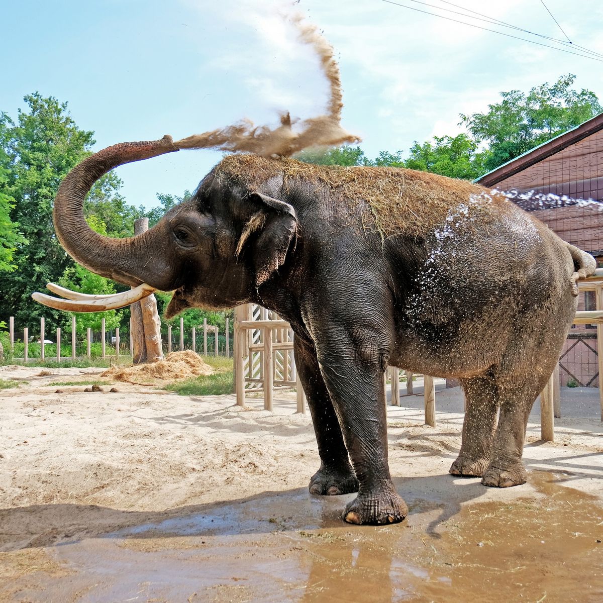 Київський зоопарк