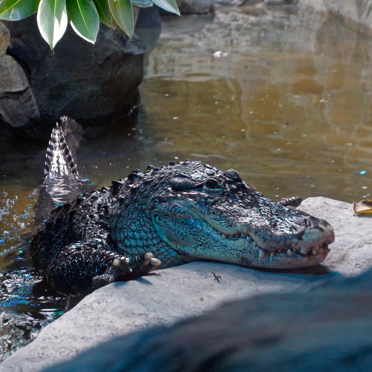 Київський зоопарк