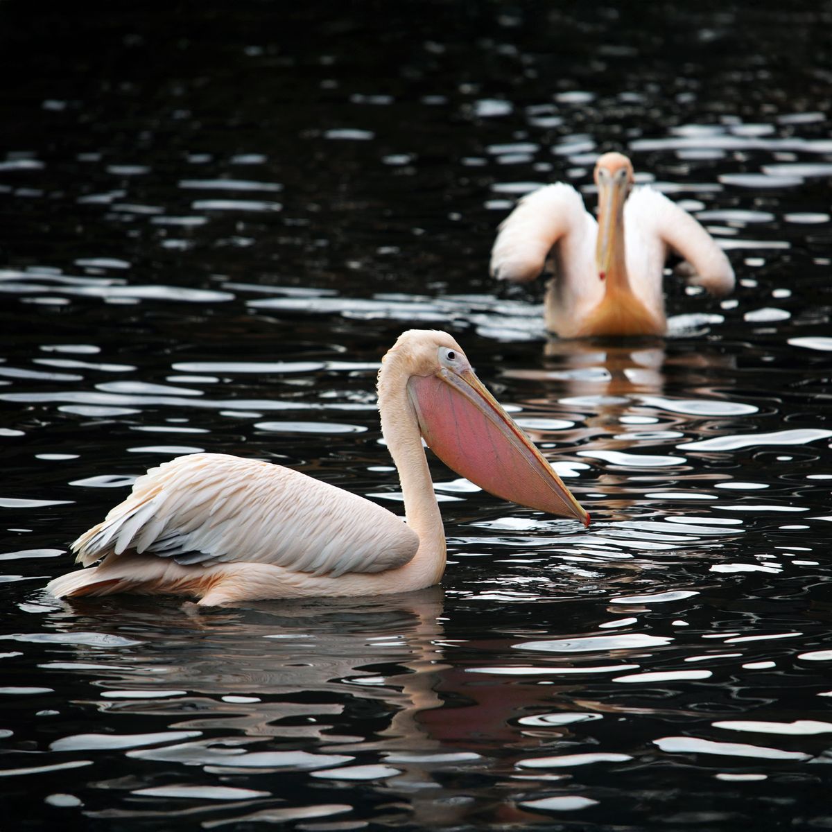 Київський зоопарк