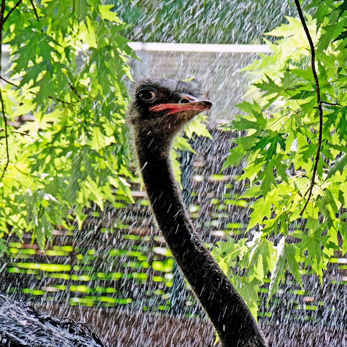 Київський зоопарк