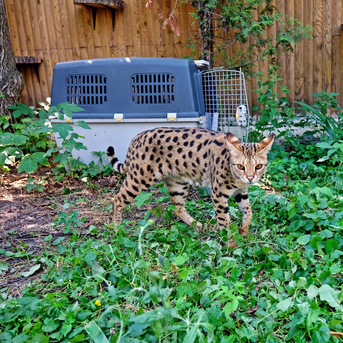 Київський зоопарк