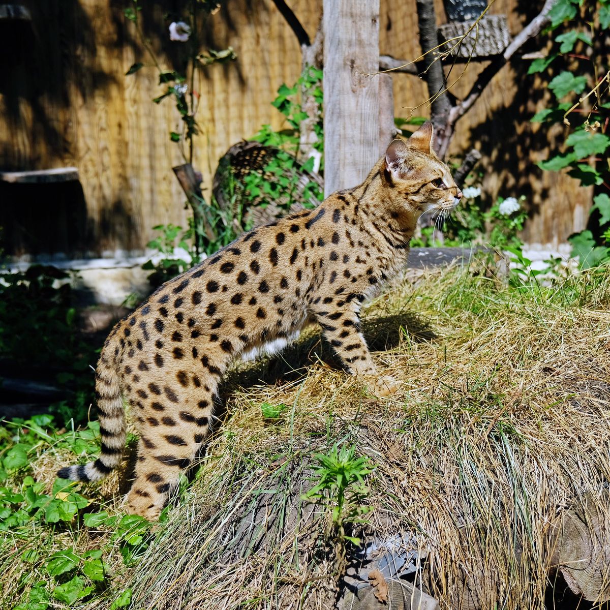 Київський зоопарк