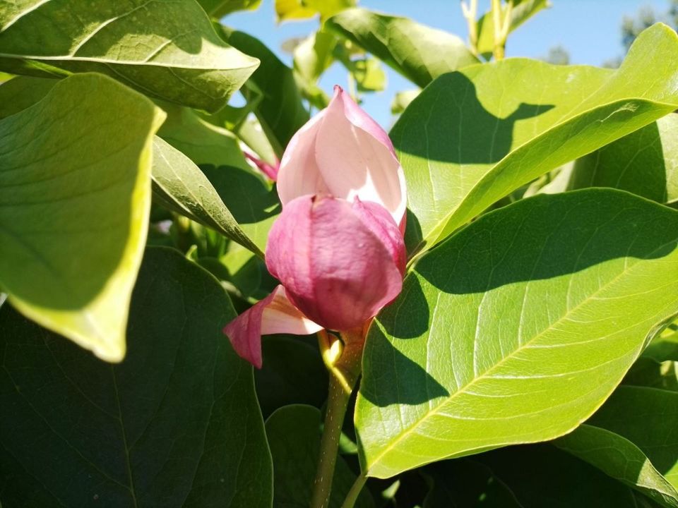 магнолія