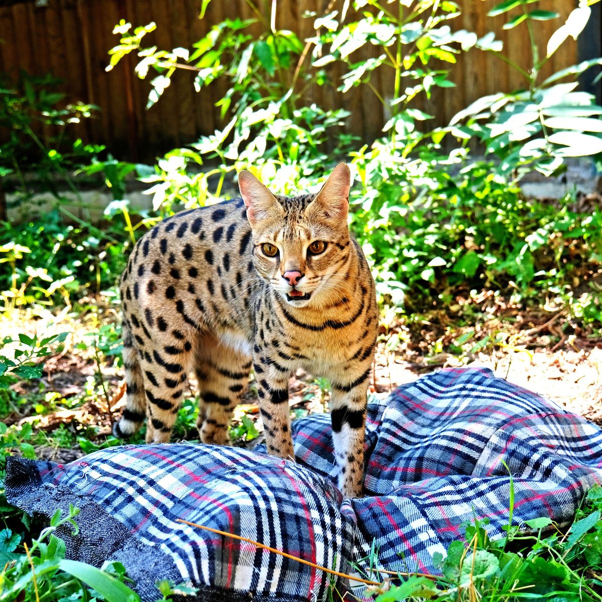 Київський зоопарк