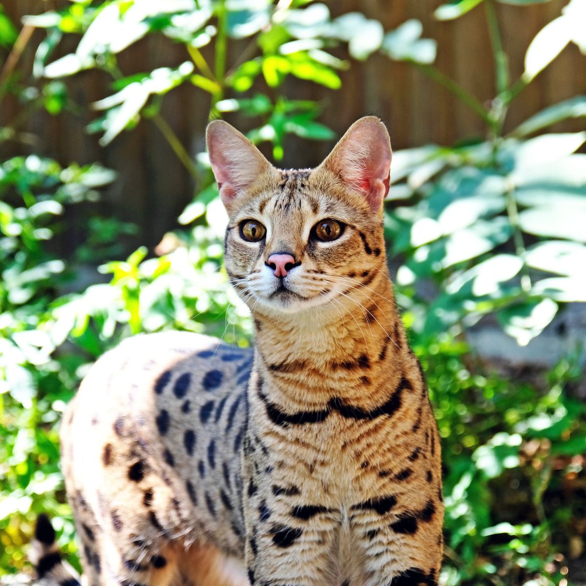 Київський зоопарк