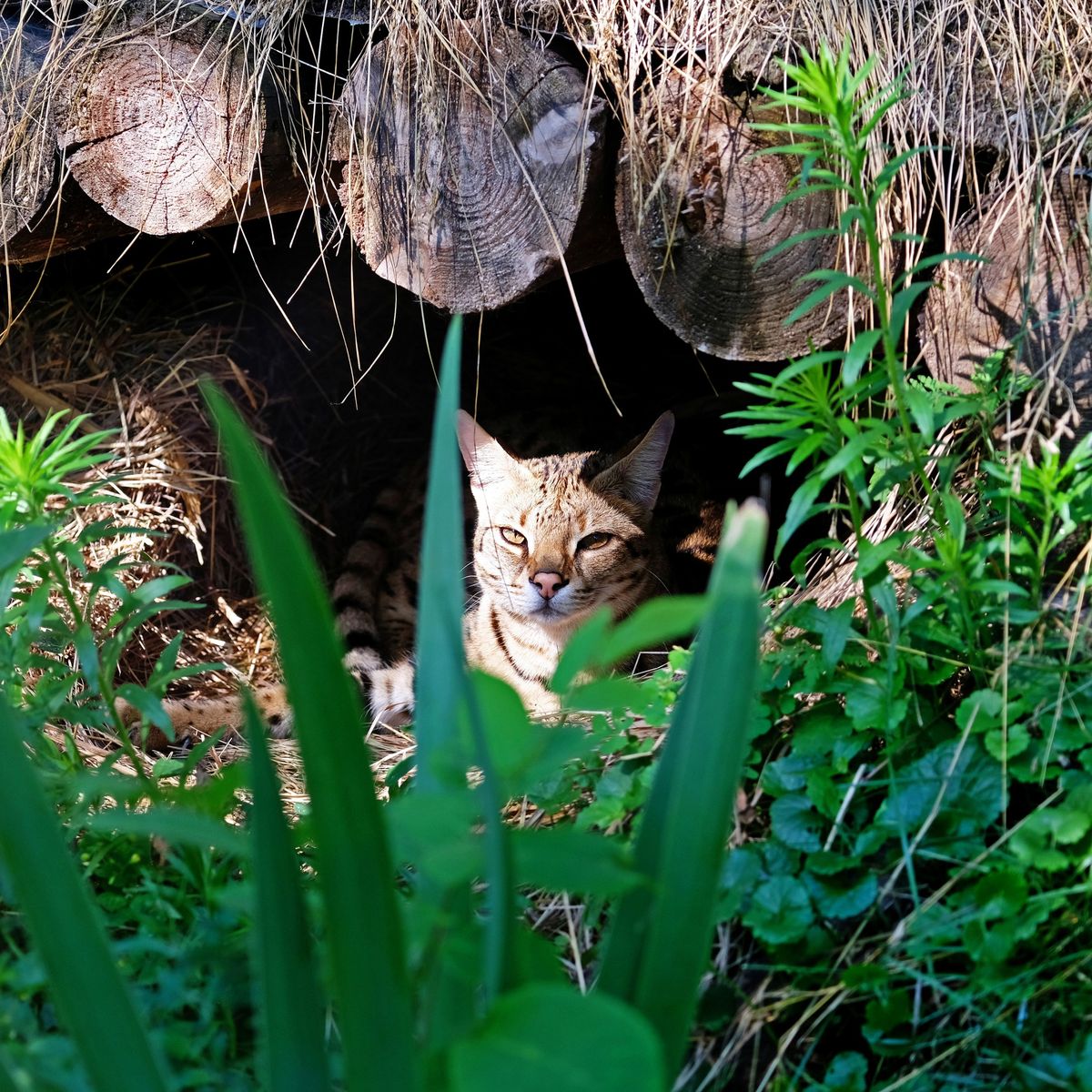 Київський зоопарк