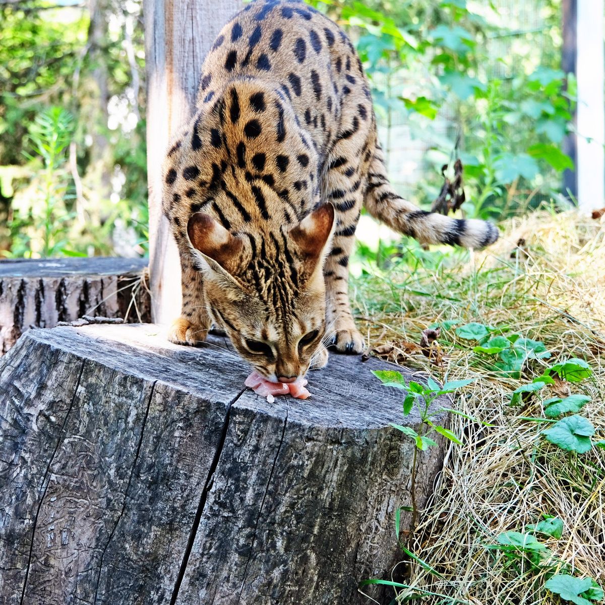 Київський зоопарк