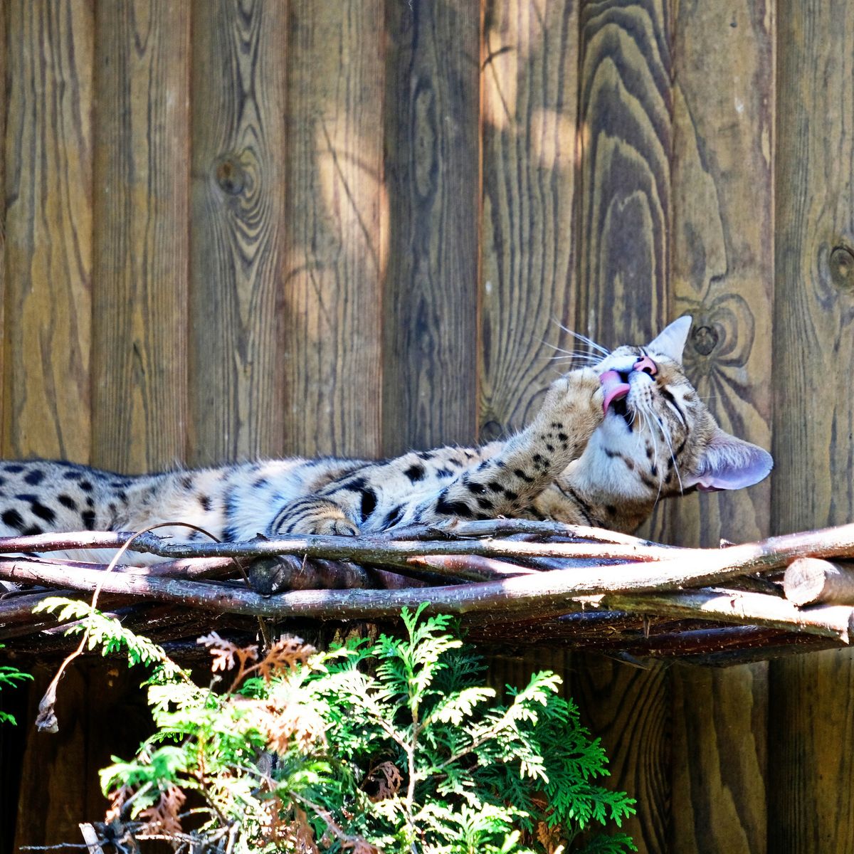 Київський зоопарк
