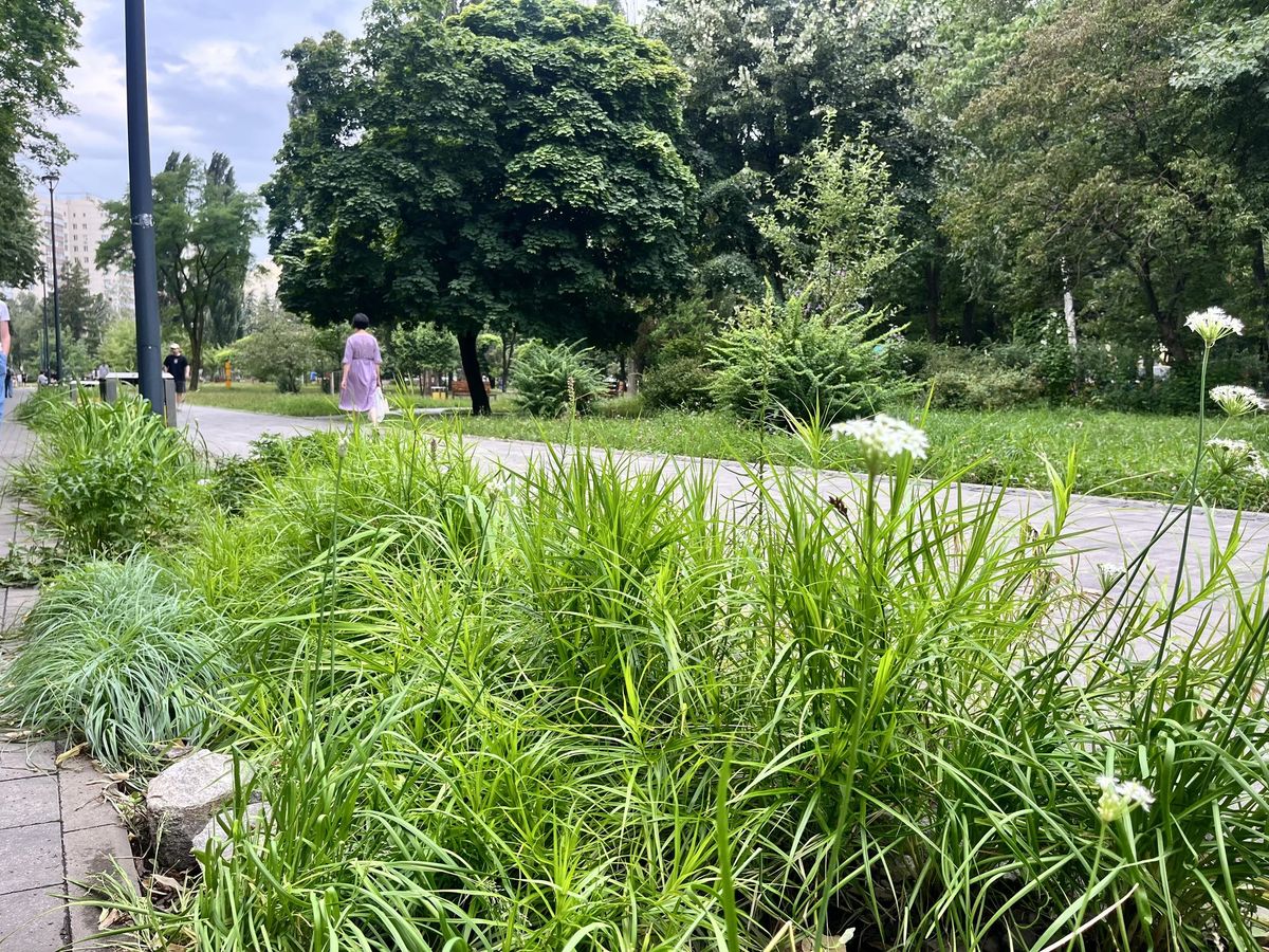 дощовий садок