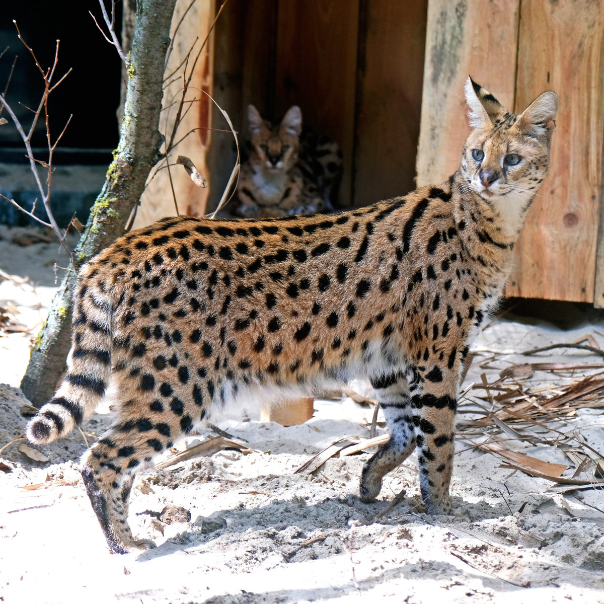 Київський зоопарк