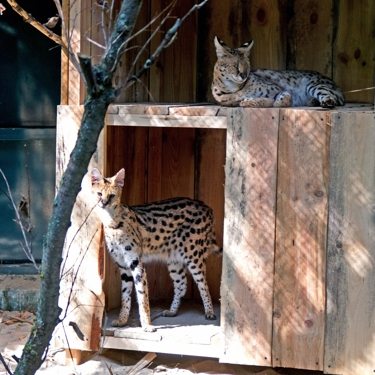 Київський зоопарк