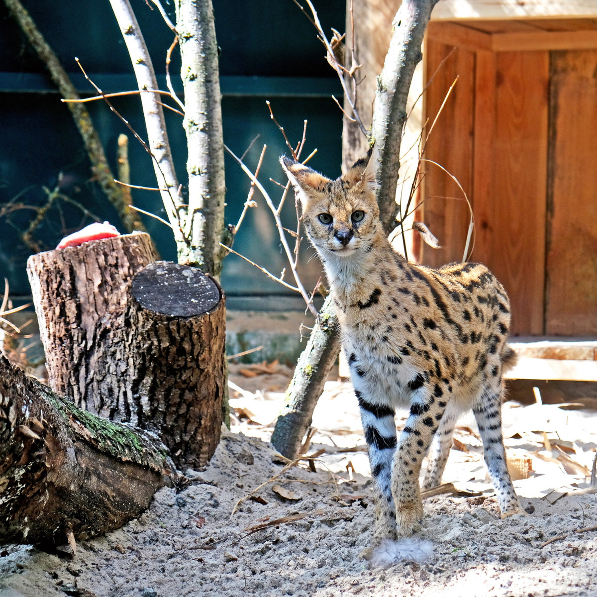 Київський зоопарк