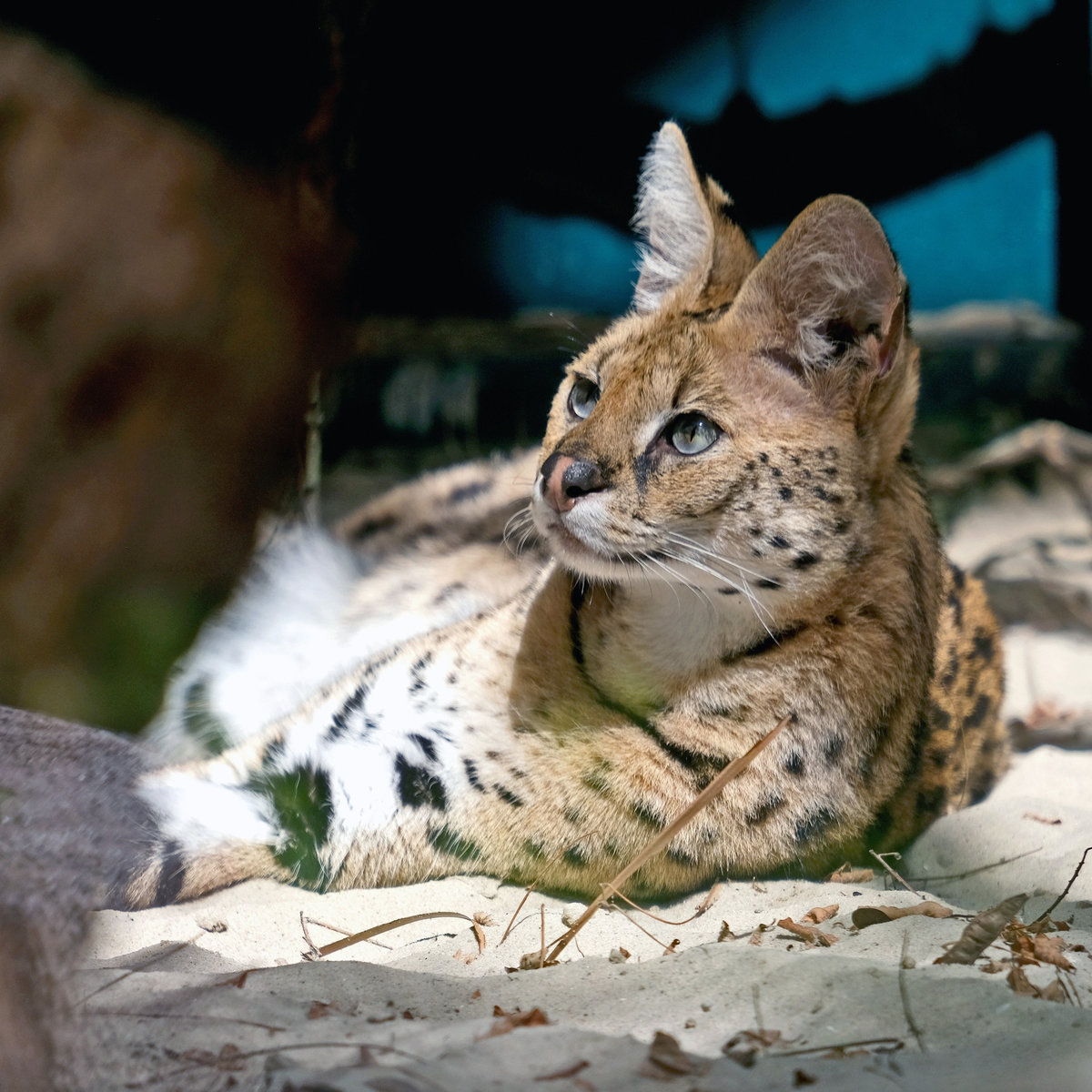 Київський зоопарк