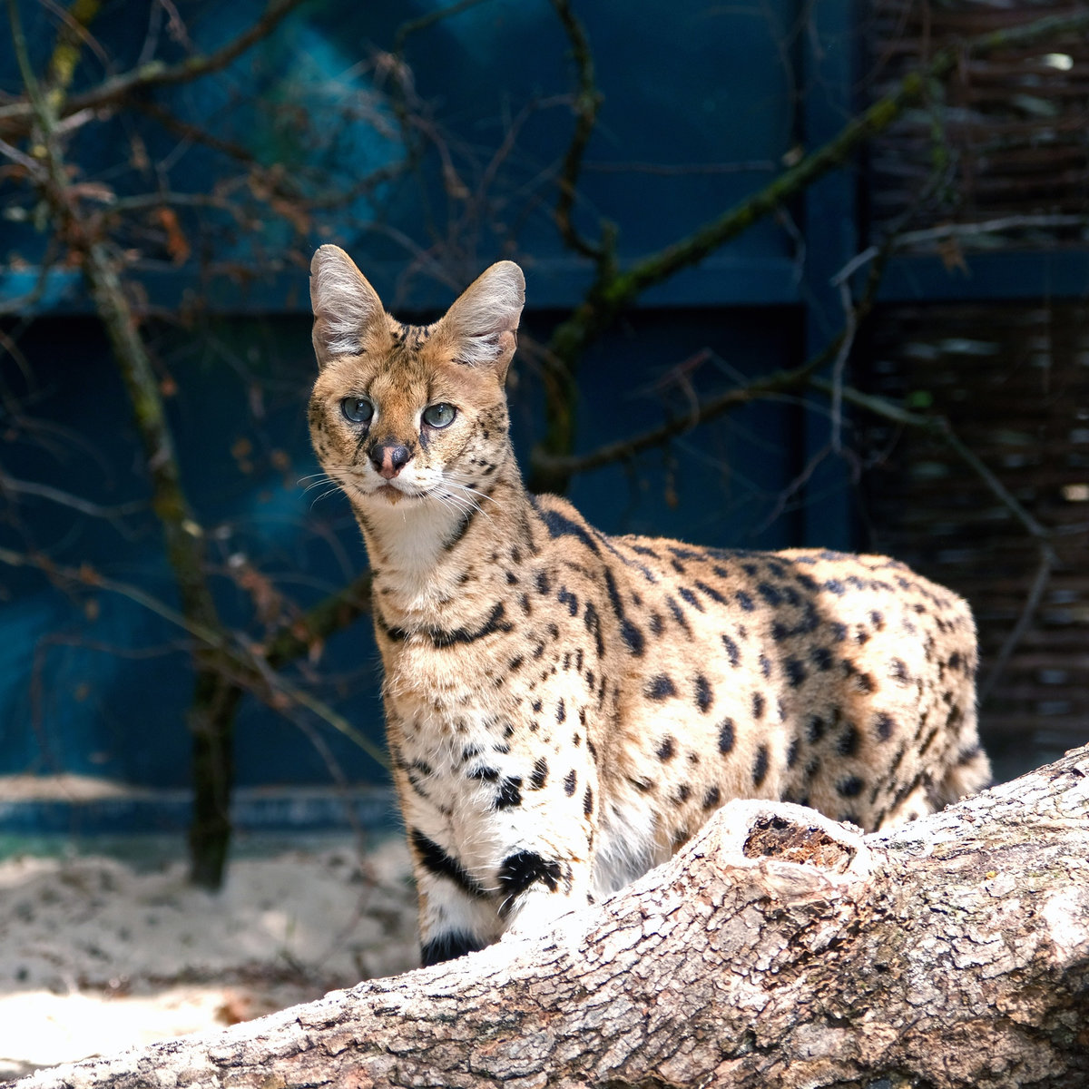 Київський зоопарк