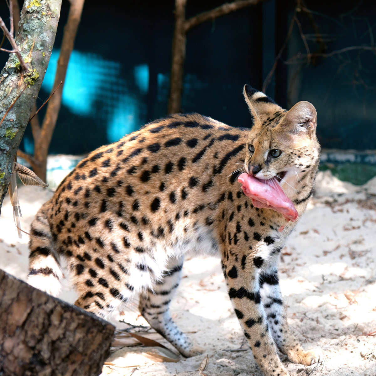 Київський зоопарк