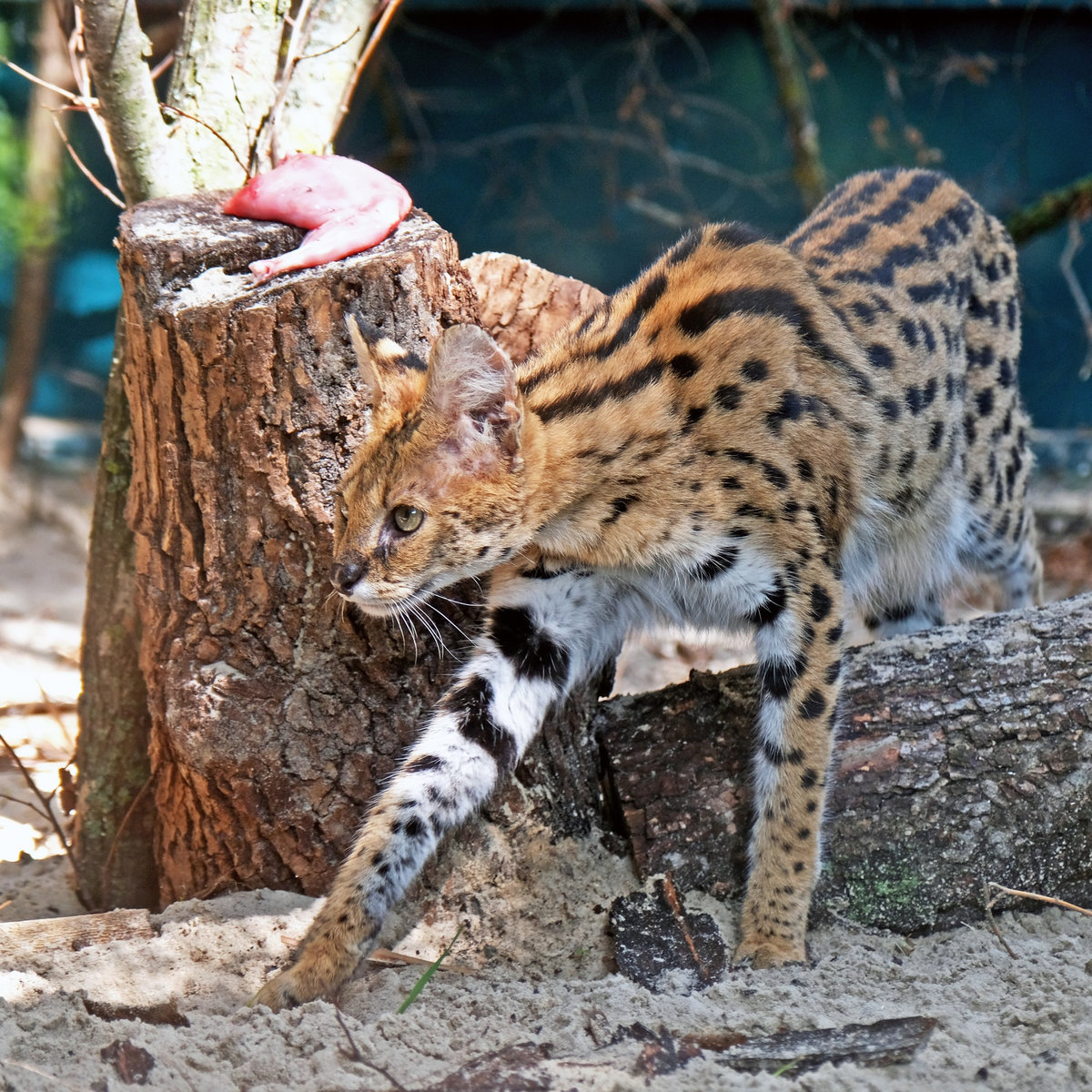 Київський зоопарк