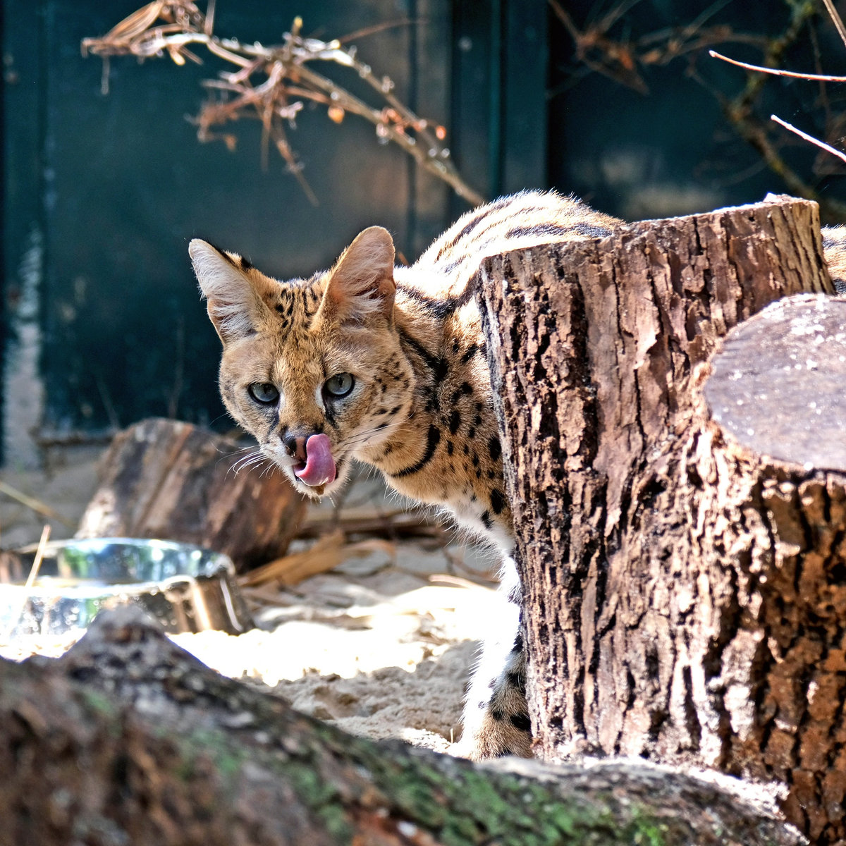 Київський зоопарк