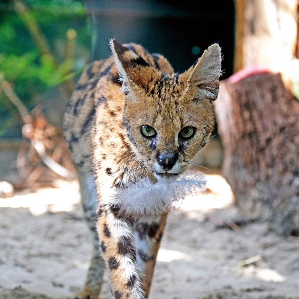 Київський зоопарк