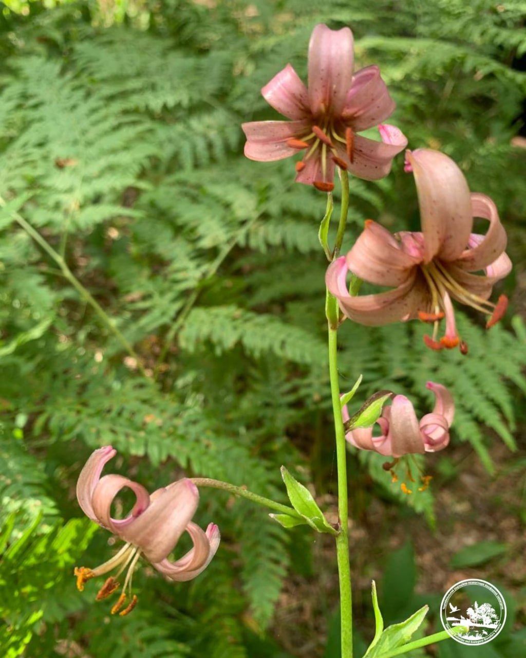 лісова лілія