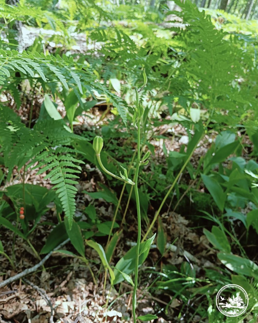 лісова лілія