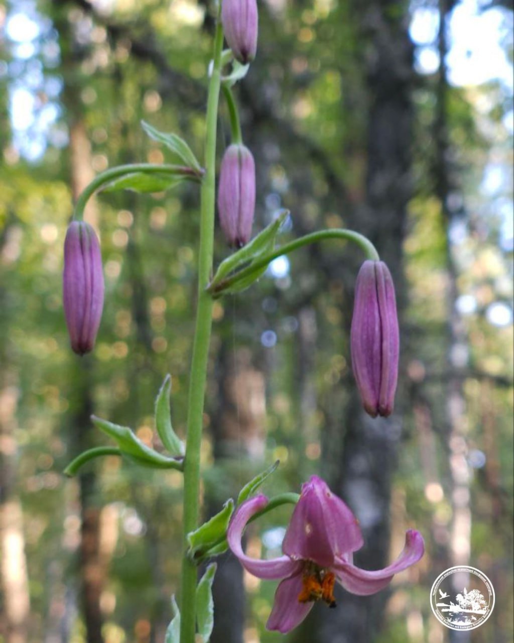 лісова лілія