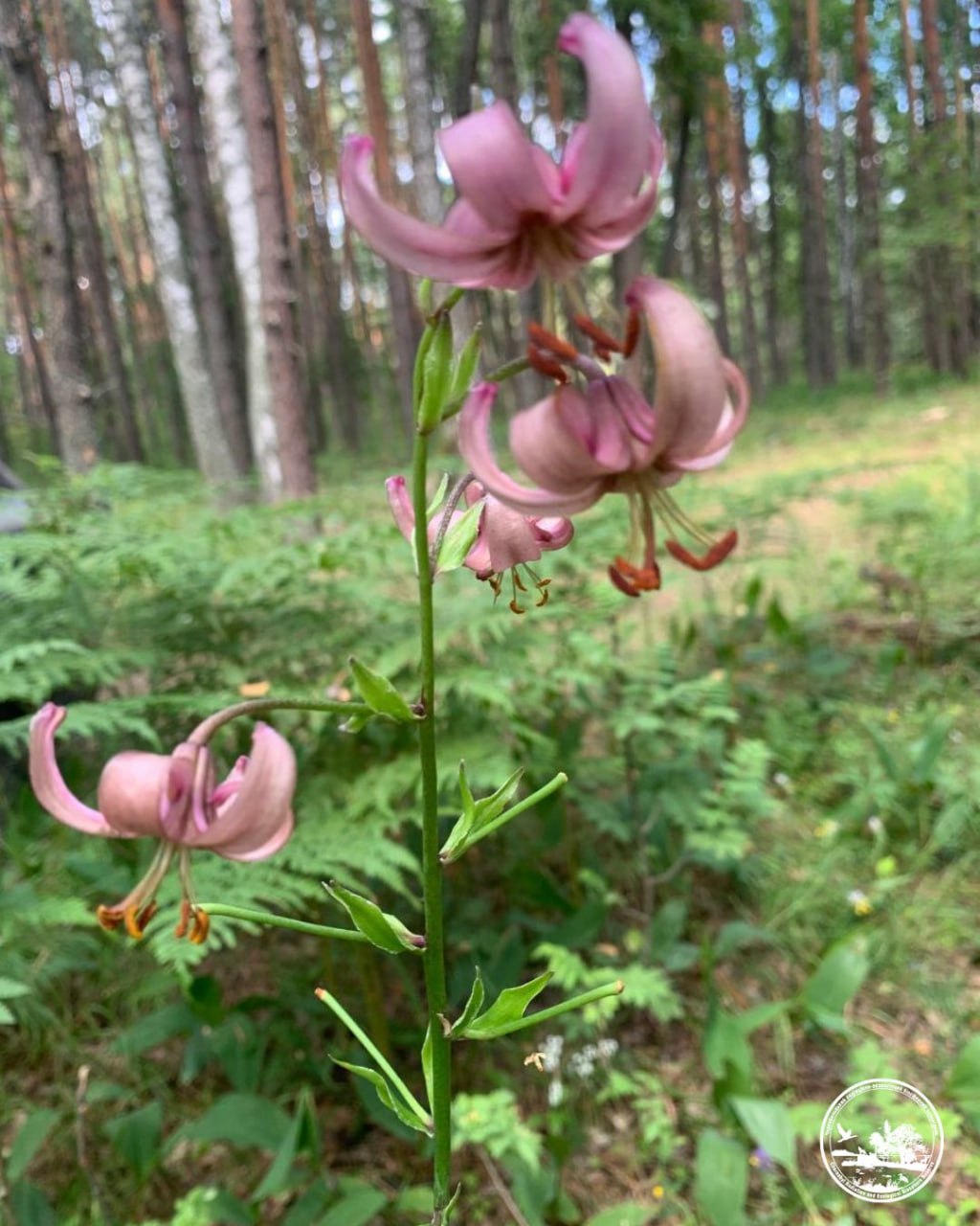 лісова лілія