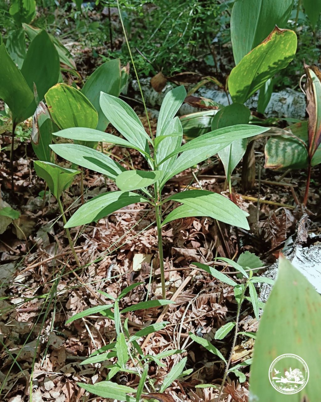 лісова лілія