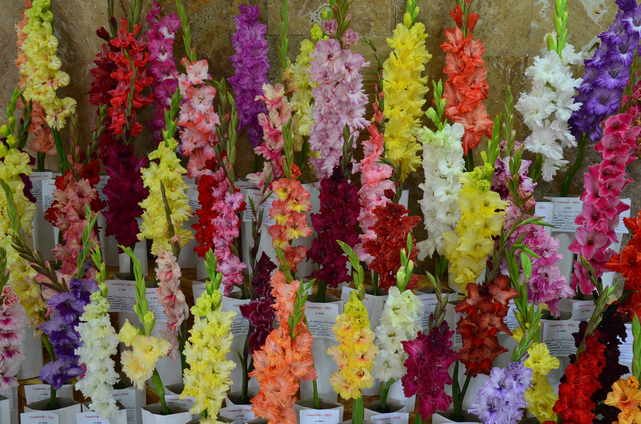 У Ботсаду Гришка з 8 серпня проведуть виставку гладіолусі