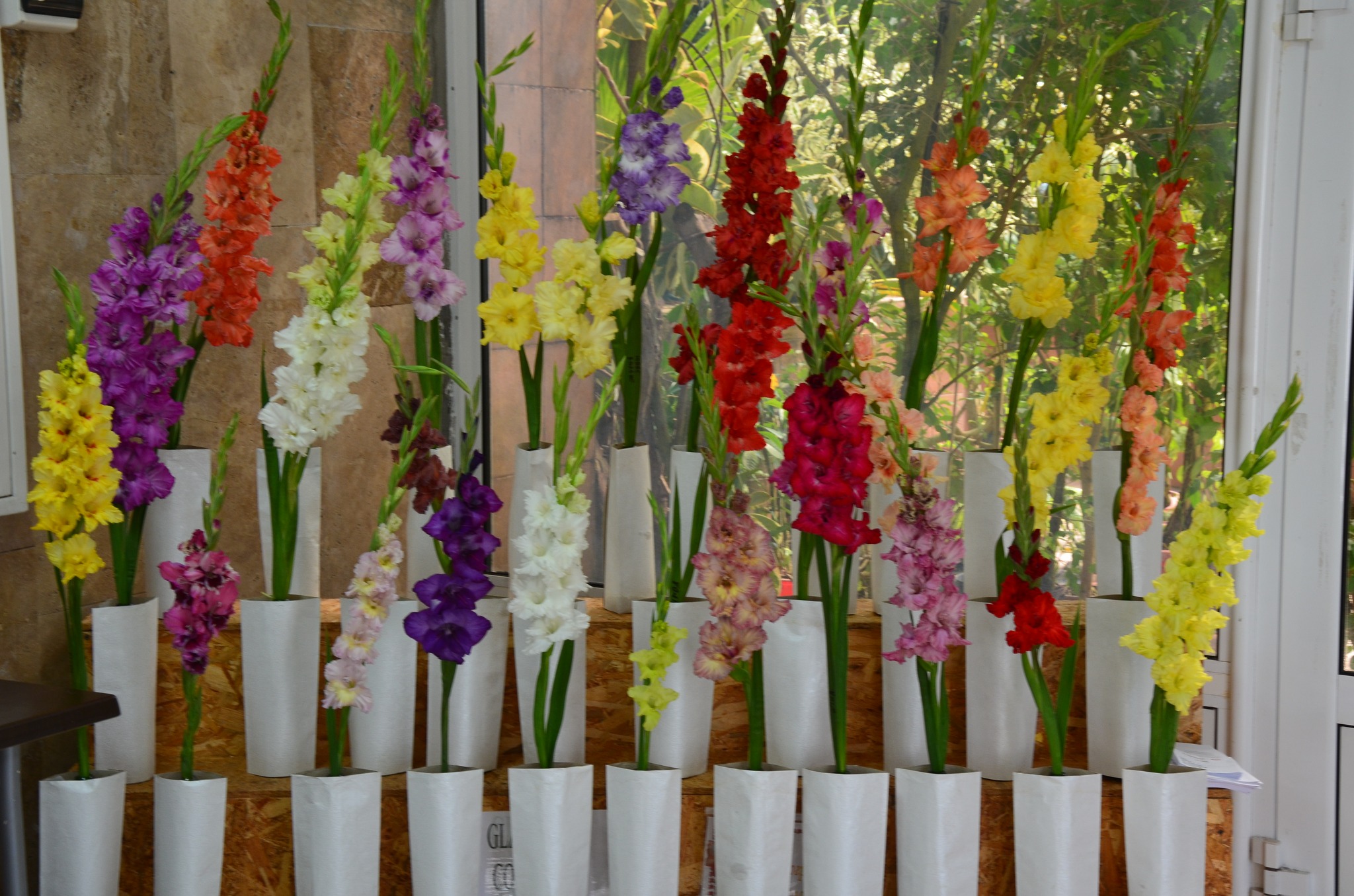 У Ботсаду Гришка можна подивитися на унікальні види гладіулусів