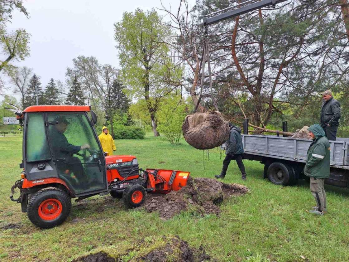 Понад 4000 дерев висадили у Києві з початку 2025 року