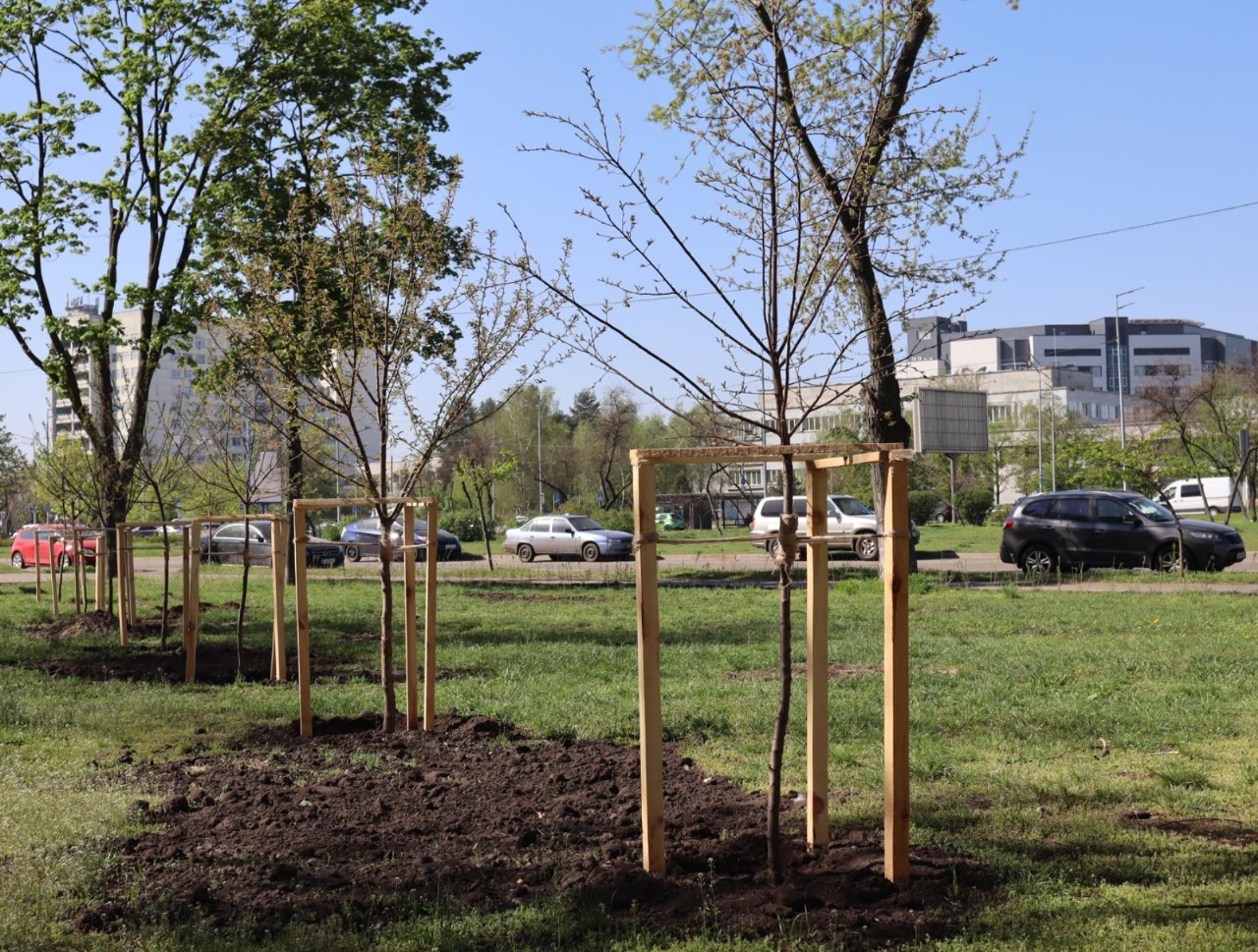 Київ продовжують озеленювати - скільки дерев висадили