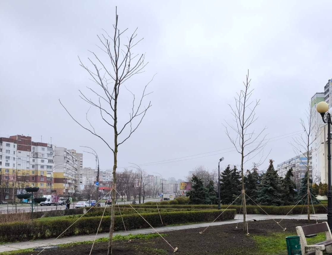 Ще 3,3 млн квітів висадили у Києві від початку року