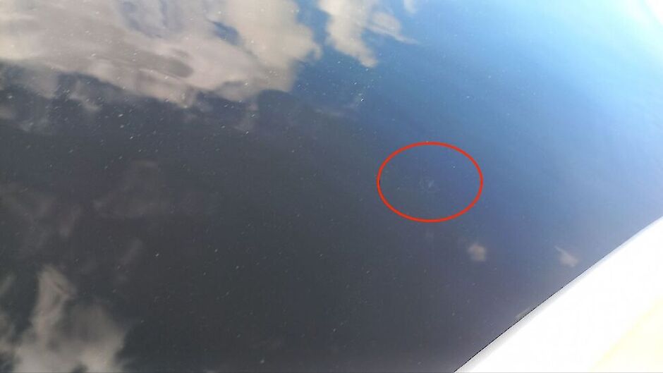 У Києві помітили медузу - який вигляд має