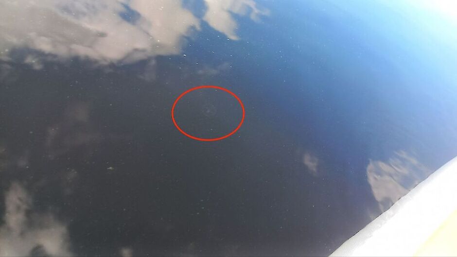 Прісноводна медуза з'явилася у воді Дніпра - фото